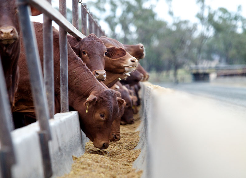 AUSTRALIAN FEEDLOTS