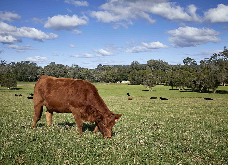 GRASSFED BEEF