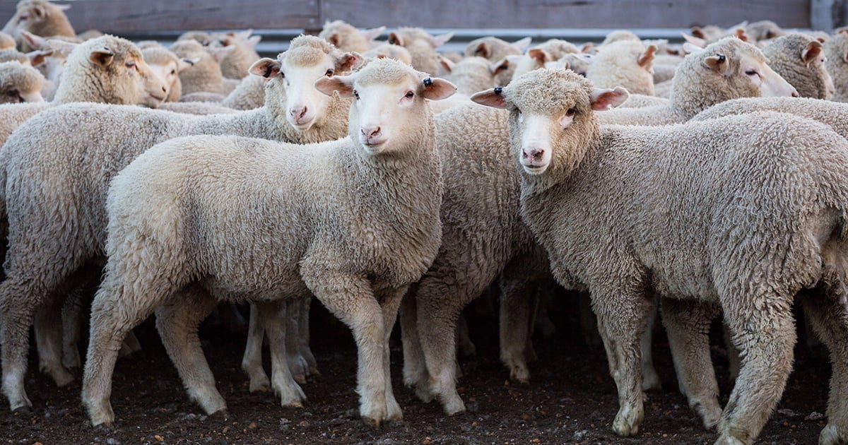 AUSTRALIAN LAMB SUSTAINABILITY FRAMEWORK