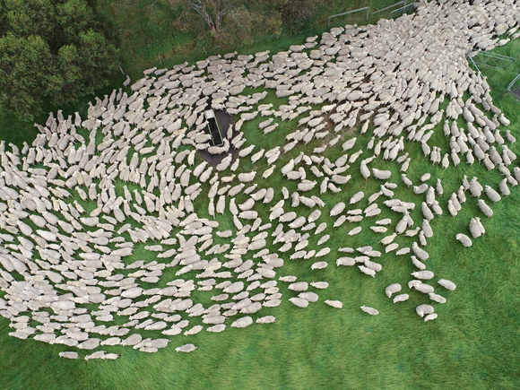 Drone images: Flock of sheep