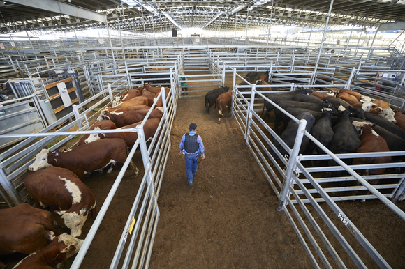 Drone images: Cattle at saleyard