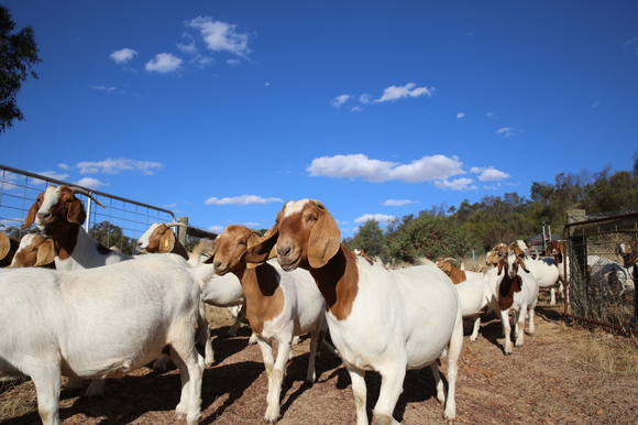 Flock of goats in the yard