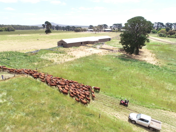 Drone images: Herd of cattle