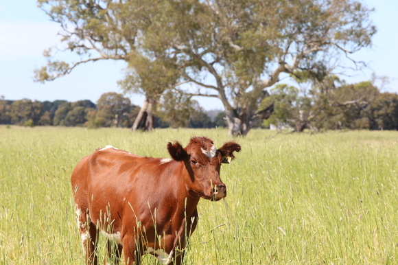 Drone images: Cattle in grasslands