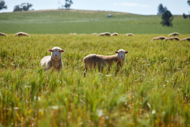 sheep-grassfed.jpg