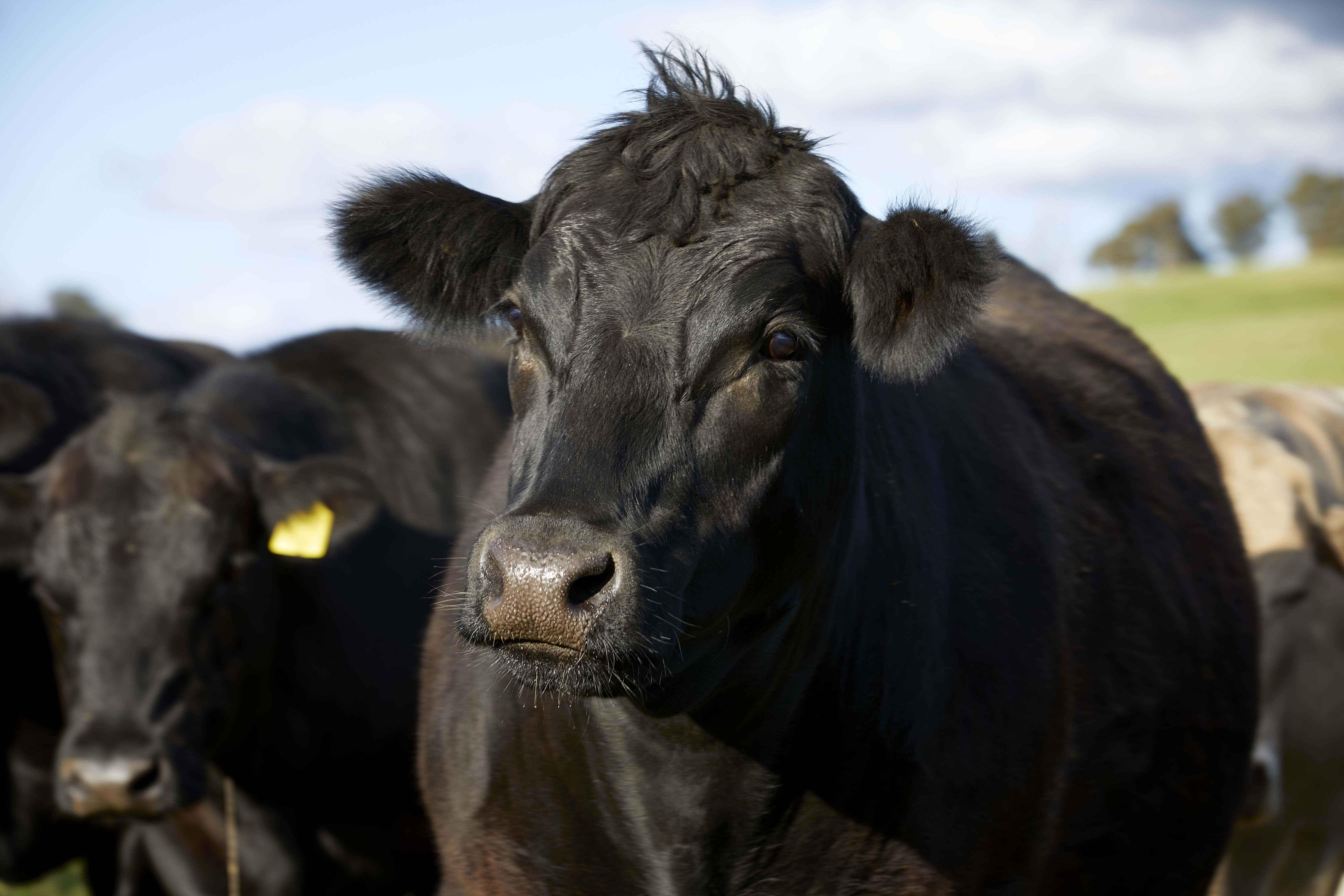 Australia and the EU: A New Free Trade Agreement and What It Means for Beef and Lamb