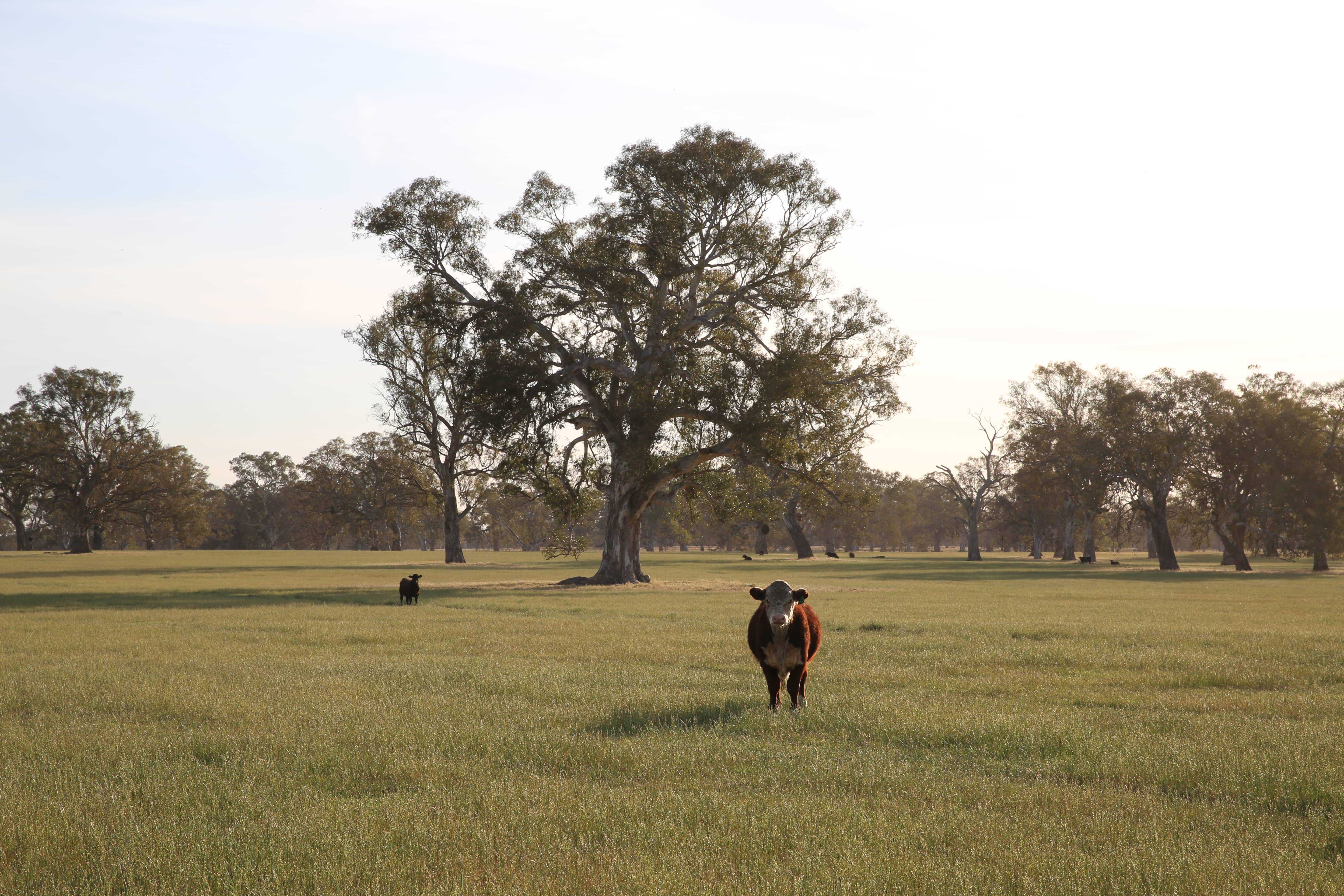 Coast to Coast: Why Australia's Vast Landscape Produces the Best Beef and Lamb