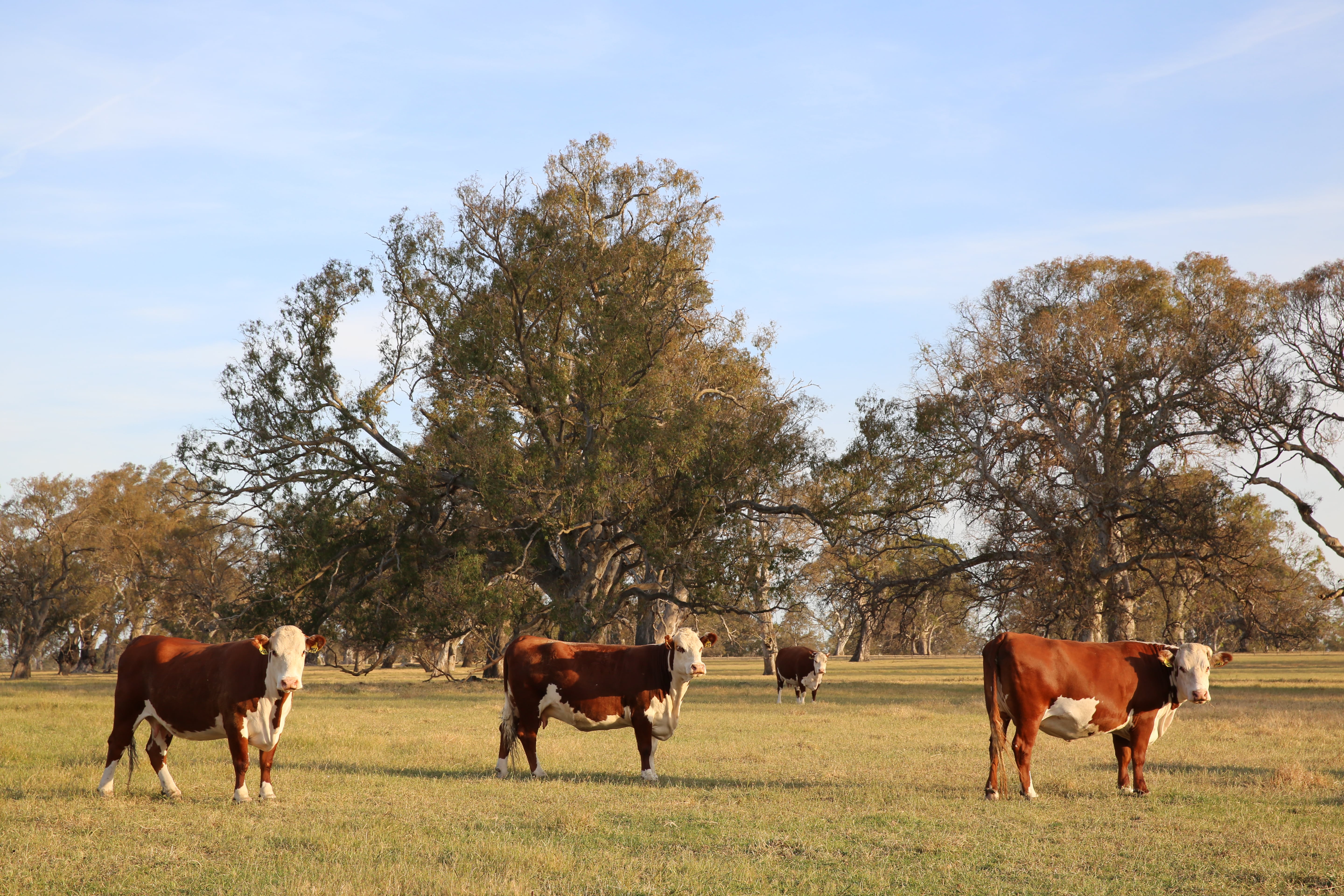 Australian Beef and Lamb on an International Stage