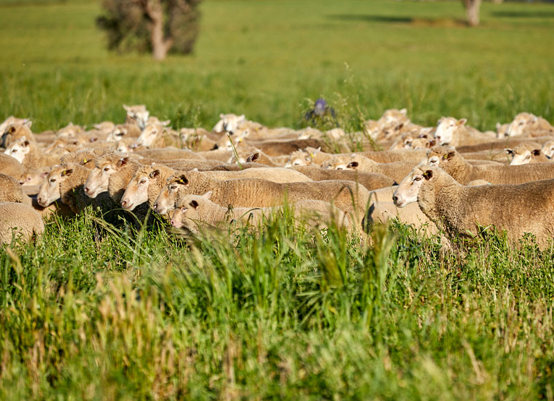 Why Is Australian Lamb Better?