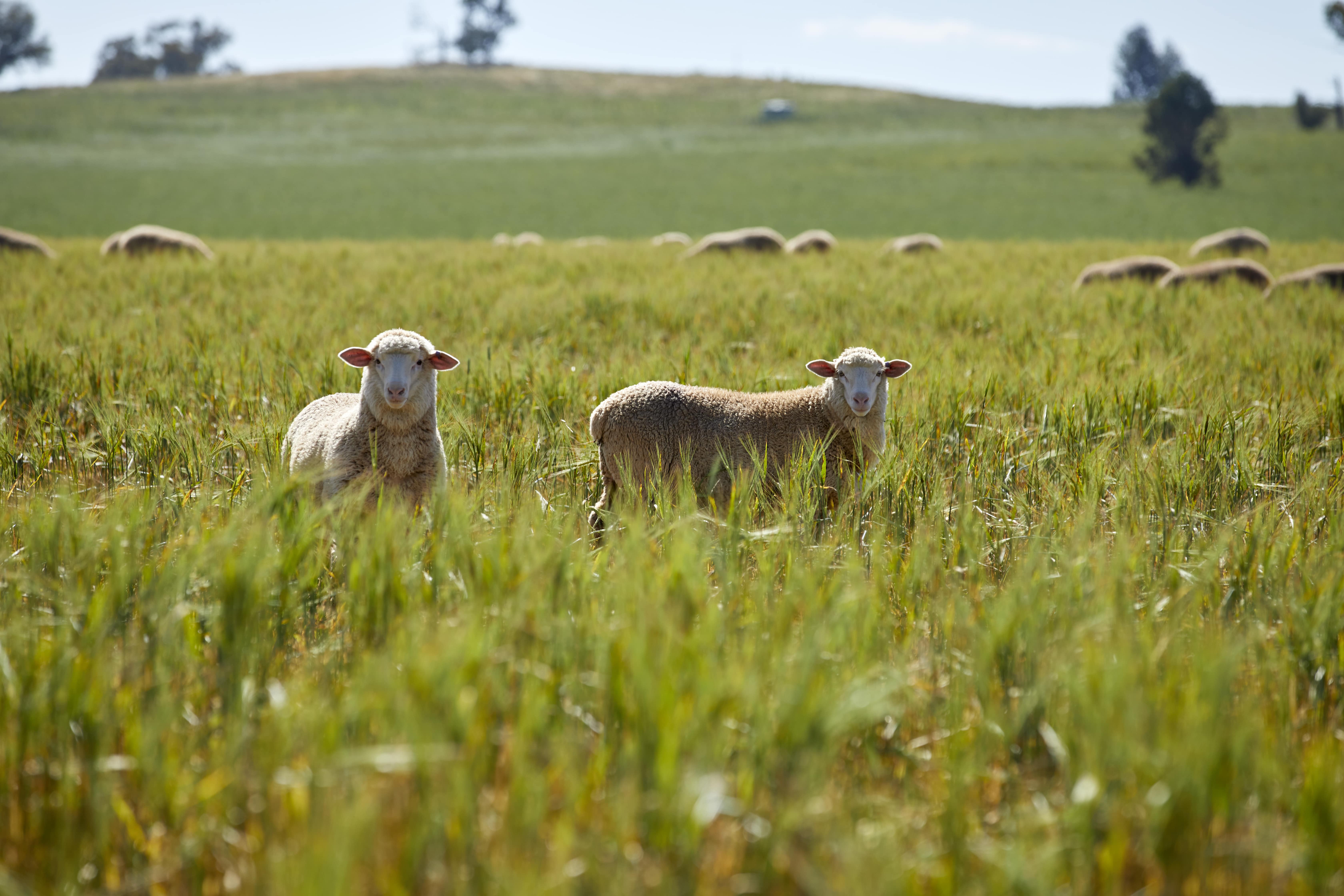 Australian Beef And Lamb Sustainability - Peace of Mind for UK Consumers