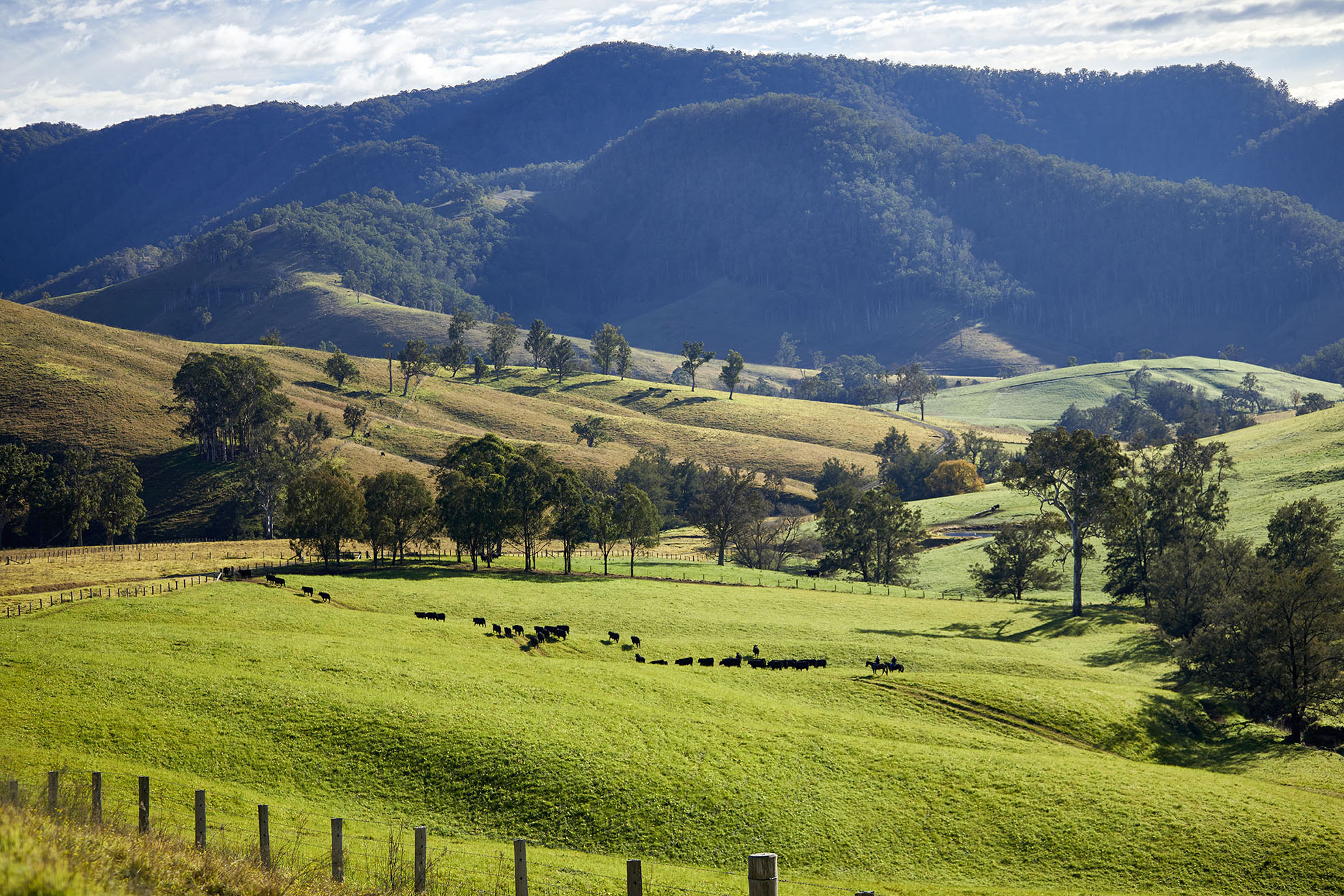 What Is so Special About Aussie Beef & Lamb?