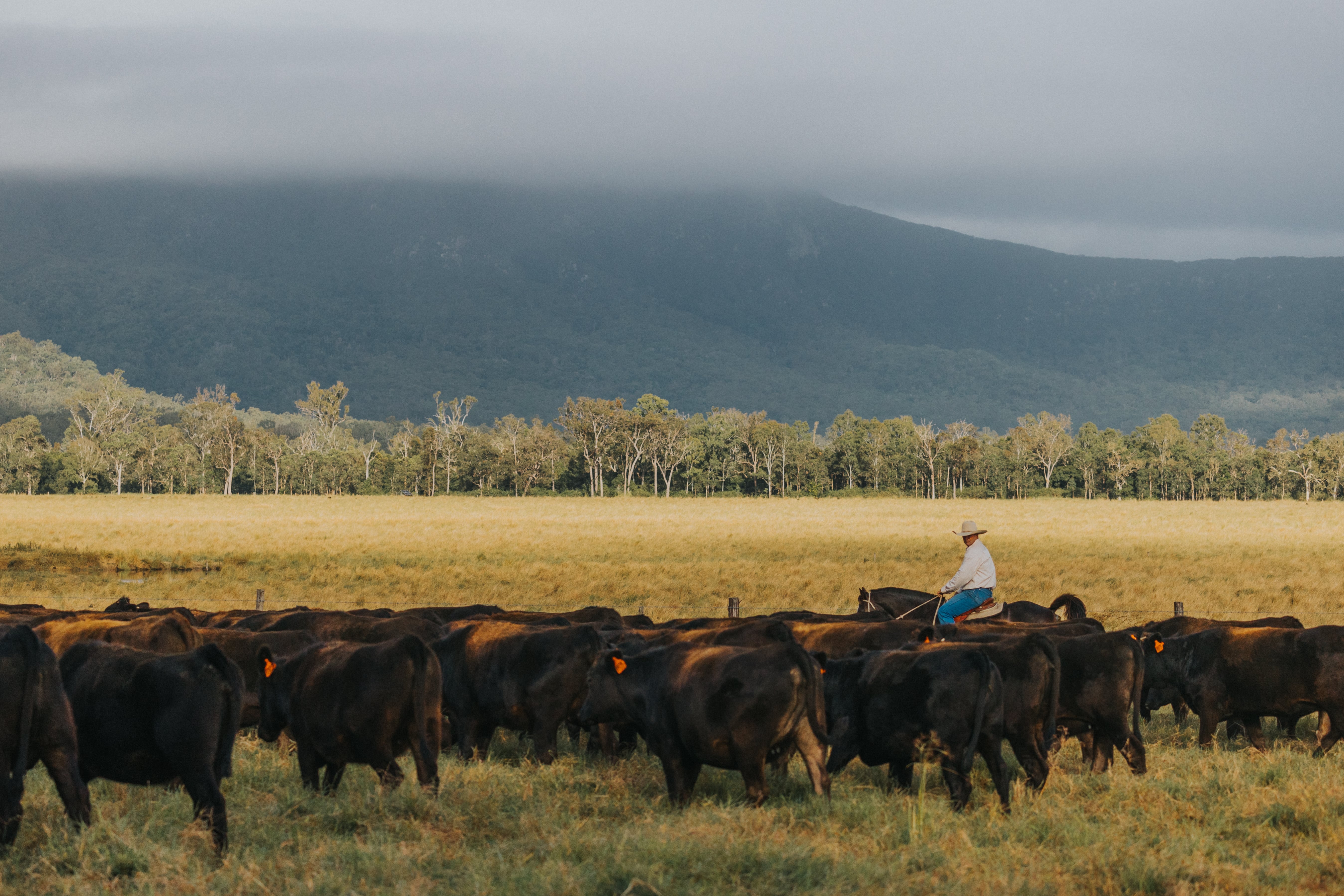 Australian Wagyu Beef – Exploring a Rising Phenomena