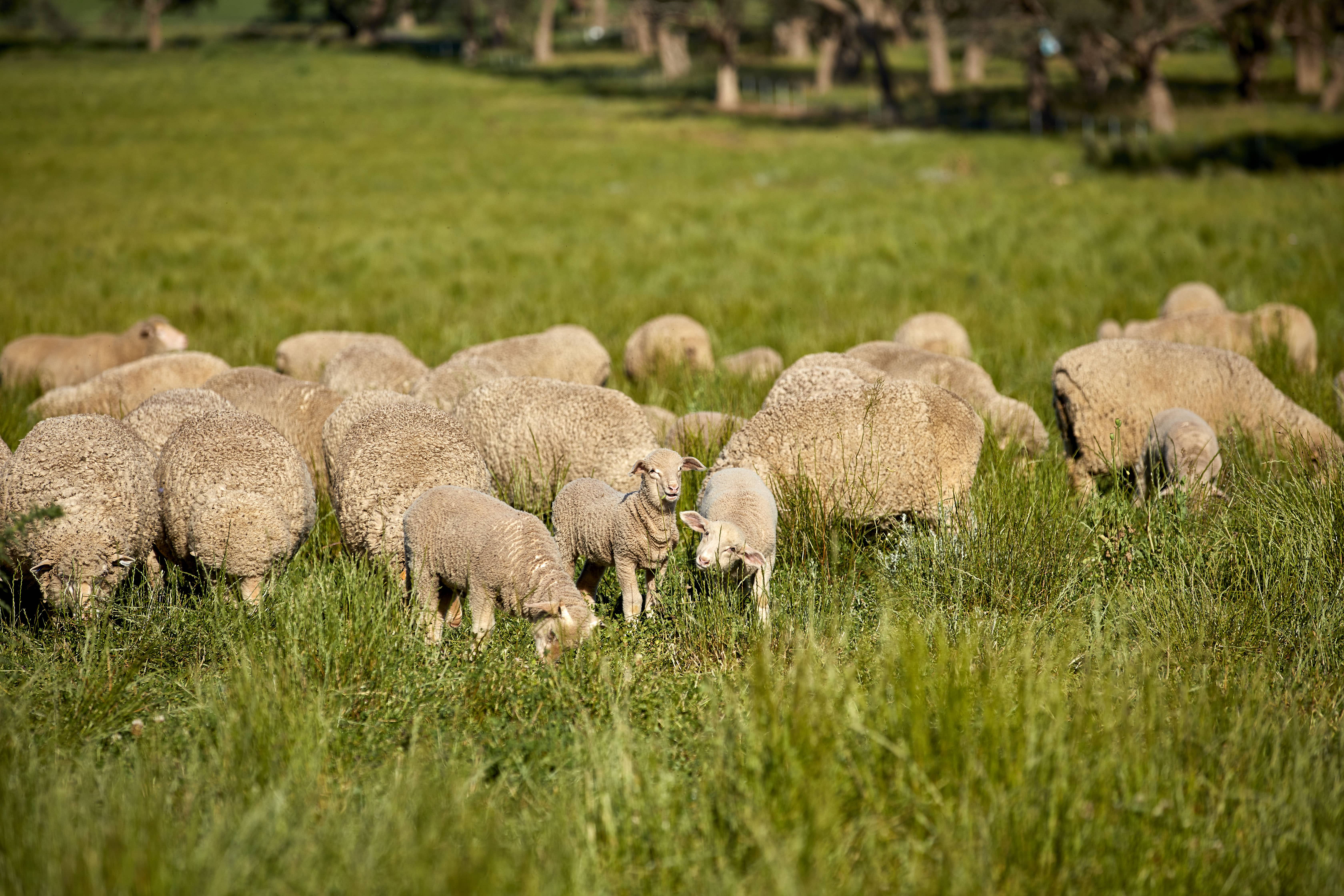 australian-sheep-farm-nsw-orig.jpg