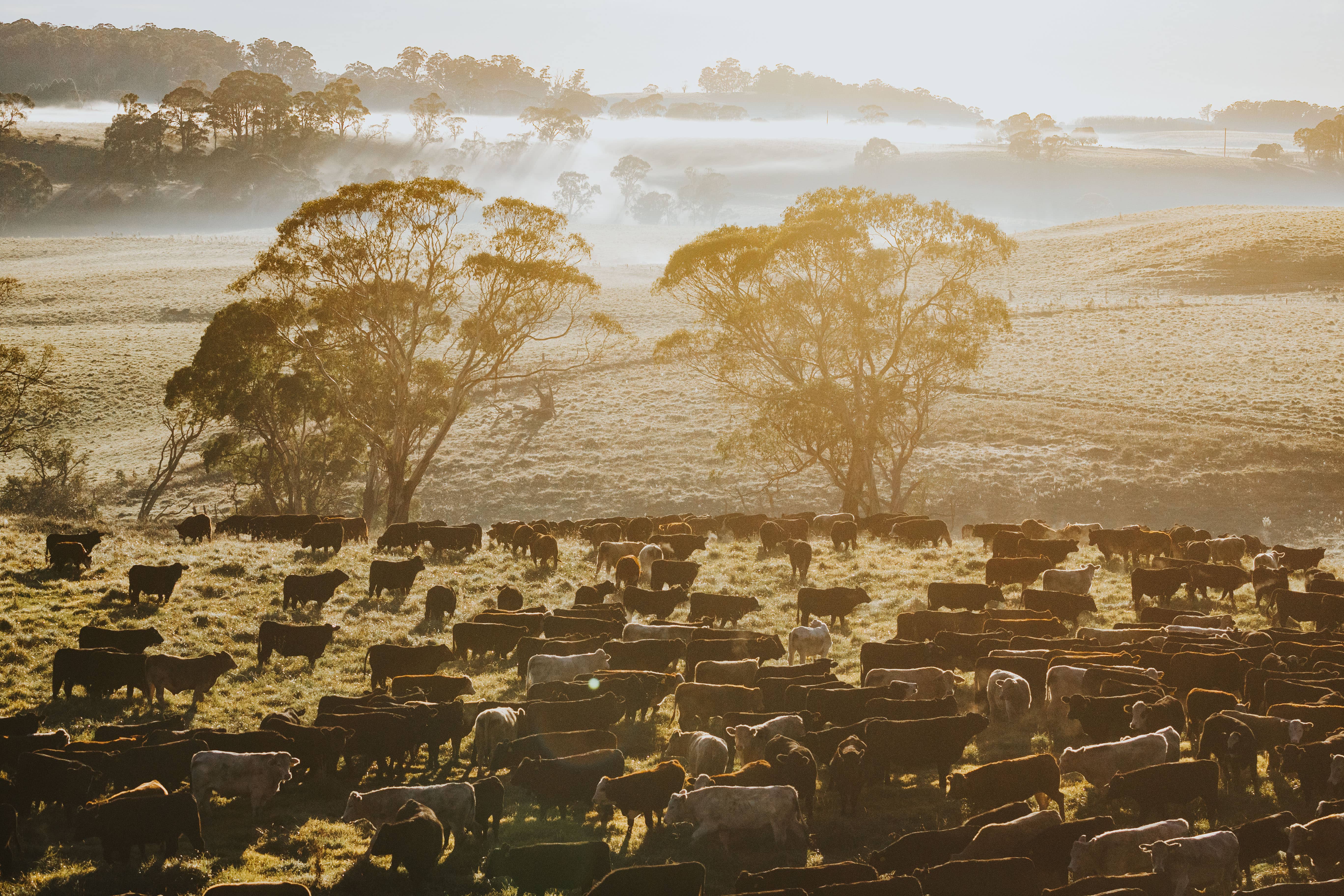jacks-creek-wagyu-cattle.jpg