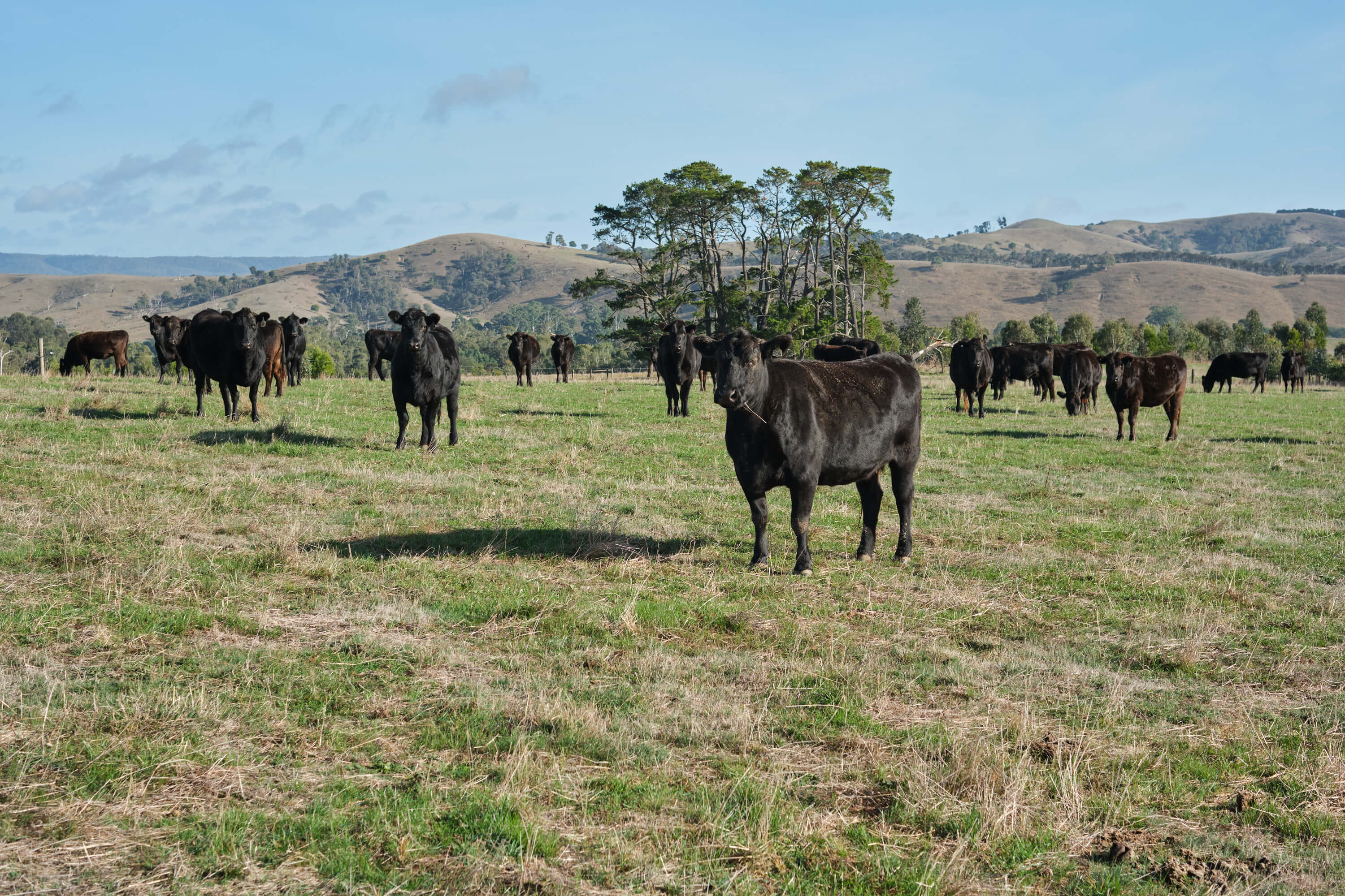 australian-beef-sustainable-farming.jpg