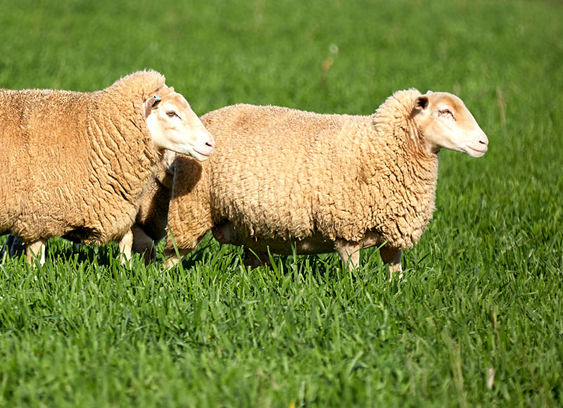 NAMES FOR AUSTRALIAN SHEEP MEAT