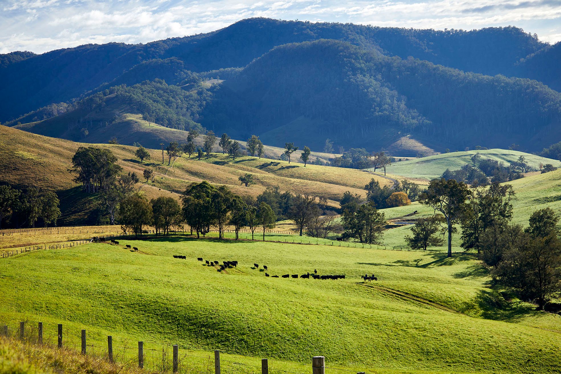 ABOUT AUSSIE BEEF & LAMB